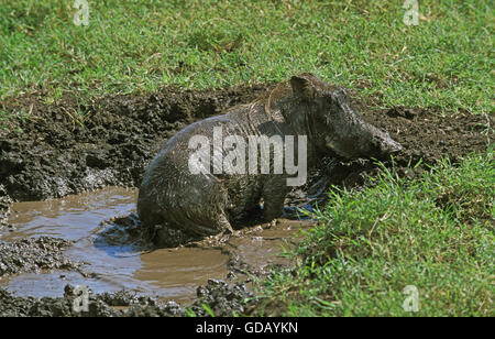 ADULTWART HOG Phacochoerus Aethiopicus COOLING OFF IN Schlamm, MASAI MARA PARK IN Kenia Stockfoto