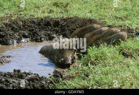 WARZENSCHWEIN Phacochoerus Aethiopicus, weibliche mit Ferkel haben Schlammbad, MASAI MARA PARK, Kenia Stockfoto