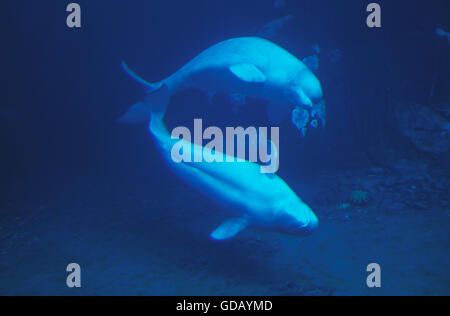 BELUGA Wal oder WEIßWAL Delphinapterus leucas Stockfoto