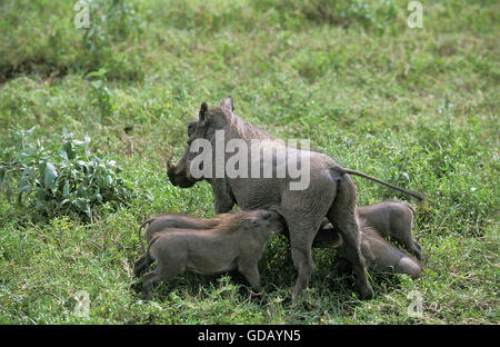 WARZENSCHWEIN Phacochoerus Aethiopicus, weibliche mit säugende Ferkel, MASAI MARA PARK, Kenia Stockfoto