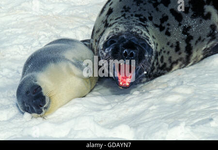 WEIBLICHE und BABY Kapuzen SEAL Cystophora Cristata ON ICE FIELD IN MAGDALENA ISLAND IN Kanada Stockfoto