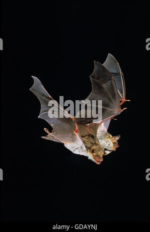 Maus-Eared Hieb, Myotis Myotis, Erwachsene auf der Flucht vor schwarzem Hintergrund Stockfoto