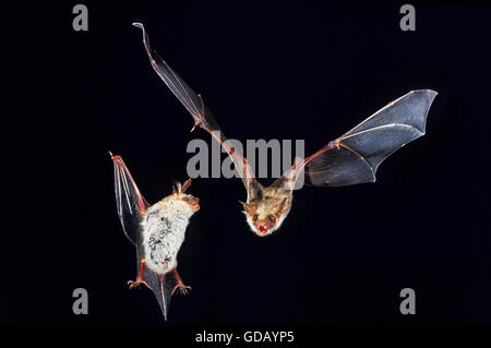 Maus-Eared Hieb, Myotis Myotis, Erwachsene im Flug Stockfoto