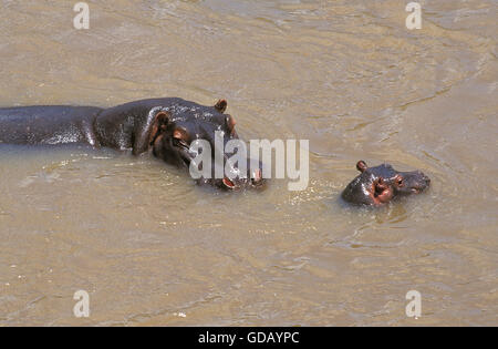 Nilpferd, Hippopotamus Amphibius, Mutter mit Kalb in Fluss, Masai Mara-Park in Kenia Stockfoto