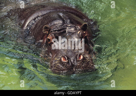Nilpferd, Hippopotamus Amphibius, Leiter des Erwachsenen aus Wasser Stockfoto