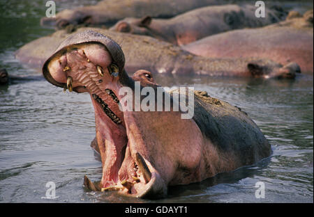 Nilpferd, Nilpferd Amphibius, Erwachsene Gähnen, Virunga-Park im Kongo Stockfoto