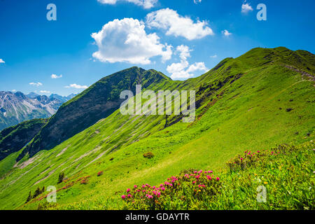 Alpenrosen blühen (Rhododendron) in das Fellhorn 2038 m, Allgäuer Alpen, Bayern, Deutschland, Europa Stockfoto