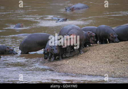 Nilpferd, Nilpferd Amphibius Gruppe im River Side, Masai Mara-Park in Kenia Stockfoto