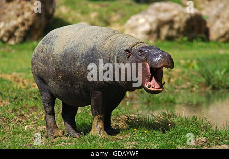 Pygmy Hippopotamus, Choeropsis Liberiensis, Erwachsene Gähnen Stockfoto