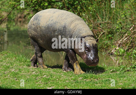 Pygmy Hippopotamus, Choeropsis Liberiensis, Erwachsene Stockfoto