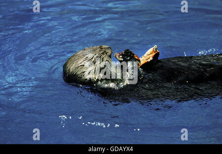 Sea Otter, Enhydra Lutris, Erwachsenen Essen Krabbe Stockfoto