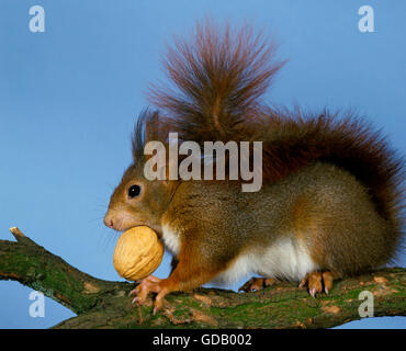 Eichhörnchen Sciurus Vulgaris, Männlich, Essen Nussbaum Stockfoto