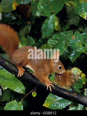Eichhörnchen Sciurus Vulgaris, Weiblich auf Ast mit Kastanien in Mund Stockfoto