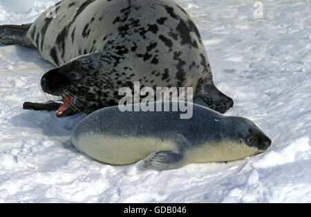 Kapuzen-Dichtung, Cystophora Cristata, Mutter mit Welpe auf Eisfeld, Magdalena Island in Kanada Stockfoto