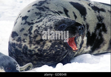 Kapuzen-Dichtung Cystophora Cristata, Mutter mit PUP ON ICE FIELD, MAGDALENA ISLAND IN Kanada Stockfoto