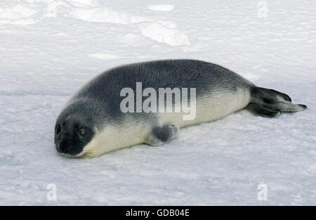 Kapuzen-Dichtung Cystophora Cristata, PUP ON ICE FIELD, MAGDALENA ISLAND IN Kanada Stockfoto