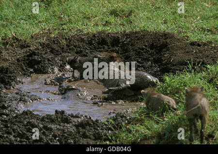 Warzenschwein, Phacochoerus Aethiopicus, Weibchen mit Ferkel mit Schlammbad, Masai Mara-Park in Kenia Stockfoto