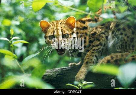 Leopardkatze Prionailurus Bengalensis, Erwachsenen Knurren Stockfoto