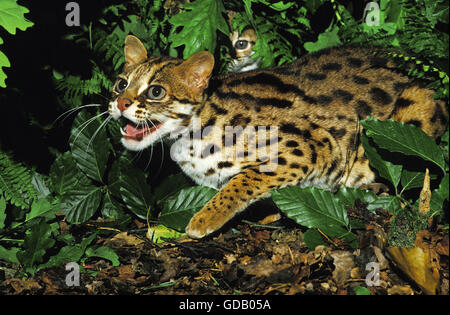 Leopardkatze Prionailurus Bengalensis, Weibchen mit Jungtier Stockfoto