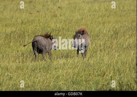 Warzenschwein, Phacochoerus Aethiopicus, Masai Mara-Park in Kenia Stockfoto