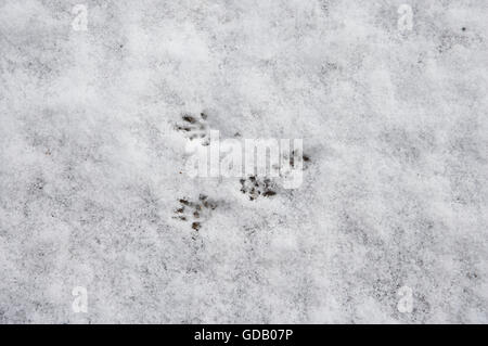 Eichhörnchen Sciurus Vulgaris, Spuren im Schnee, Normandie Stockfoto