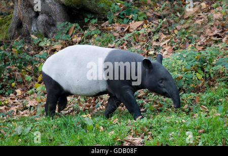 Schabrackentapir, Tapirus Indicus, Erwachsene Stockfoto