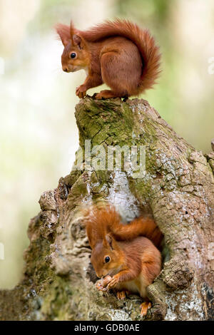 Eichhörnchen Sciurus Vulgaris, Erwachsene auf stumpf, Normandie Stockfoto