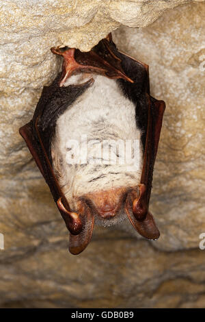 Maus-EARED Hieb Myotis Myotis, Erwachsenen im Ruhezustand IN A CAVE, Normandie IN Frankreich Stockfoto