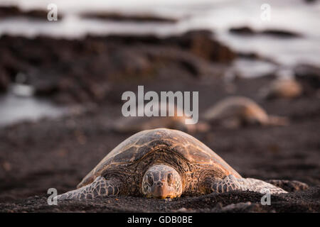 Big Island, Schildkröte, Punaluu, Black sand Beach, Big Island, USA, Hawaii, Amerika, Tiere, Tier, Volcanical, Lava, Stockfoto