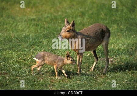 Mara, Dolichotis Patagonum, Weibchen mit jungen auf dem Rasen Stockfoto