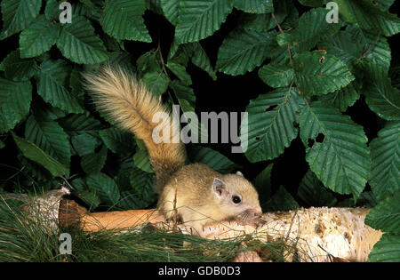 Finlayson Eichhörnchen, Callosciurus Finlaysoni, Erwachsene Stockfoto