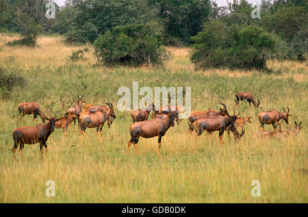 Topi, Damaliscus Korrigum, Herde in Savanne, Masai Mara-Park in Kenia Stockfoto