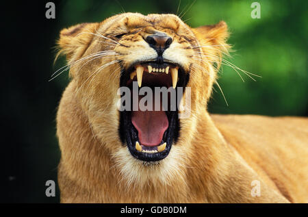 African Lion, Panthera Leo, weibliche Gähnen Stockfoto