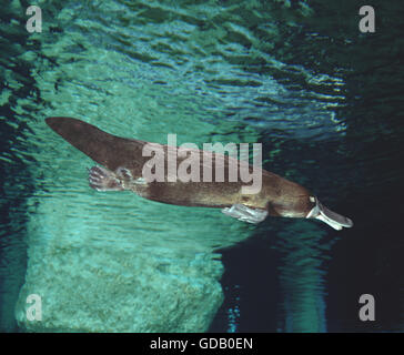 PLATYPUS Ornithorhynchus Anatinus, Australien Stockfoto