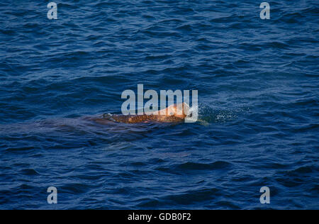 Walross, Odobenus Rosmarus, Erwachsenen Schwimmen im Ozean, Round Island in Alaska Stockfoto