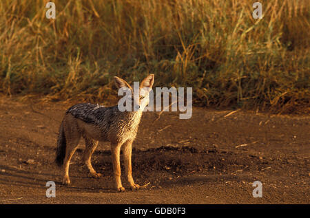 Schwarz unterstützt Schakal, Canis Mesomelas, Erwachsene auf Trail, Masai Mara Park in Kenia Stockfoto