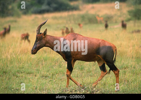 TOPI Damaliscus Korrigum, Erwachsene zu Fuß durch Savanne, Kenia Stockfoto