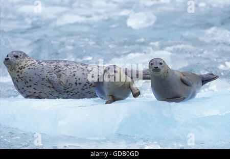 SEEHUND Phoca Vitulina, Mutter mit Welpen ON Eisberg, MAGDALENA ISLAND IN Kanada Stockfoto