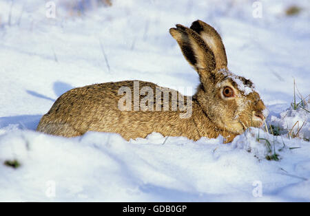 BROWN-FELDHASE Lepus Europaeus, Erwachsene ON SNOW Stockfoto