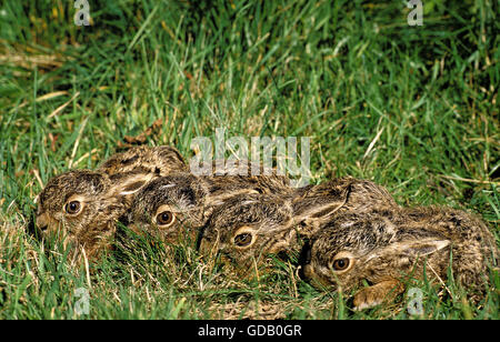 BROWN-FELDHASE Lepus Europaeus, YOUNGS ON GRASS Stockfoto