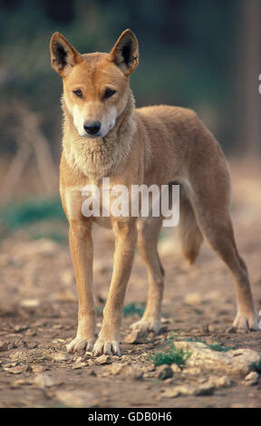 DINGO Canis Familiaris Dingo, Erwachsene Stockfoto