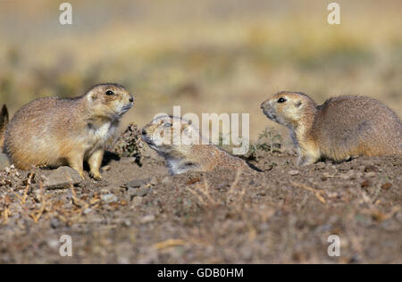 Schwarz-angebundene Präriehund Cynomys sich am Eingang der Höhle Stockfoto
