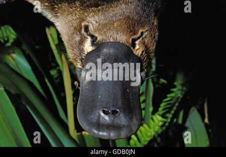 Platypus, Ornithorhynchus Anatinus, Nahaufnahme von Schnabel, Australien Stockfoto