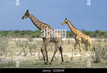 Rothschild Giraffen, Giraffa Plancius Rothschildi, Lake Nakuru in Kenia Stockfoto