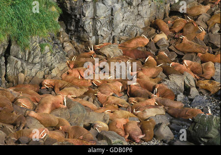 WALROSS-Gruppe Odobenus Rosmarus Festlegung auf Felsen, ROUND ISLAND IN ALASKA Stockfoto