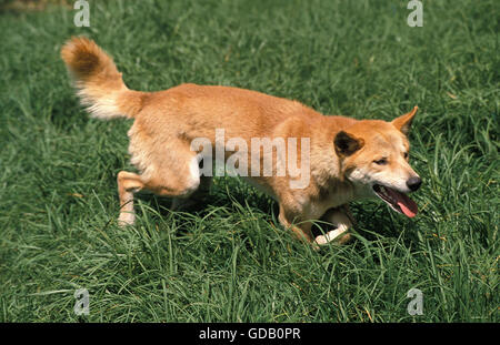 DINGO Canis Familiaris Dingo, Erwachsene IN GRASS, Australien Stockfoto