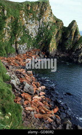 WALROSS Kolonie Odobenus Rosmarus Festlegung auf Felsen, ROUND ISLAND IN ALASKA Stockfoto