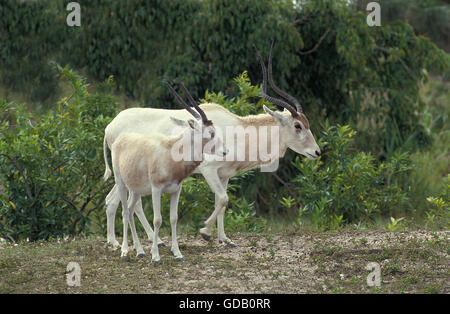 MENDESANTILOPE Addax Nasomaculatus, weibliche mit YOUNG Stockfoto