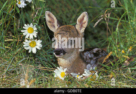 Rehe, Capreolus Capreolus, Fawn Handauflegen Blumen Stockfoto