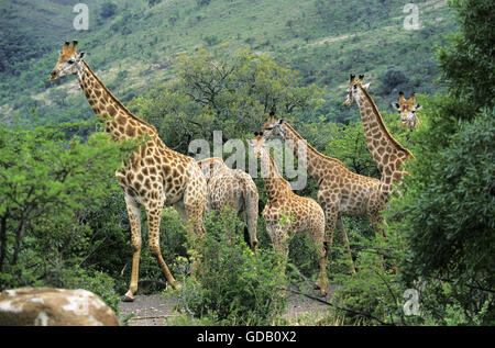 Rothschild Giraffen, Giraffa Plancius Rothschildi Gruppe mit Erwachsenen und Jugendlichen, Kenia Stockfoto
